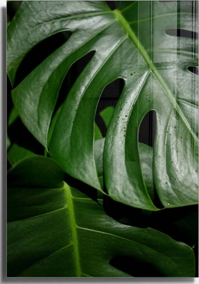 Skleněný obraz 70x100 cm Monstera – Wallity Wallity