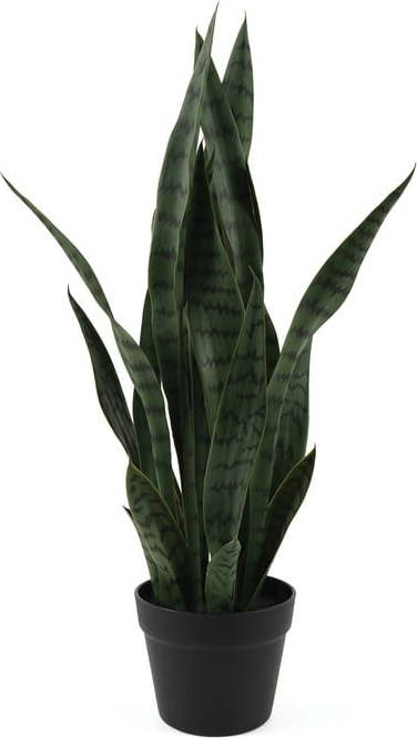 Sušená rostlina (výška 66 cm) Sansevieria – PT LIVING PT LIVING