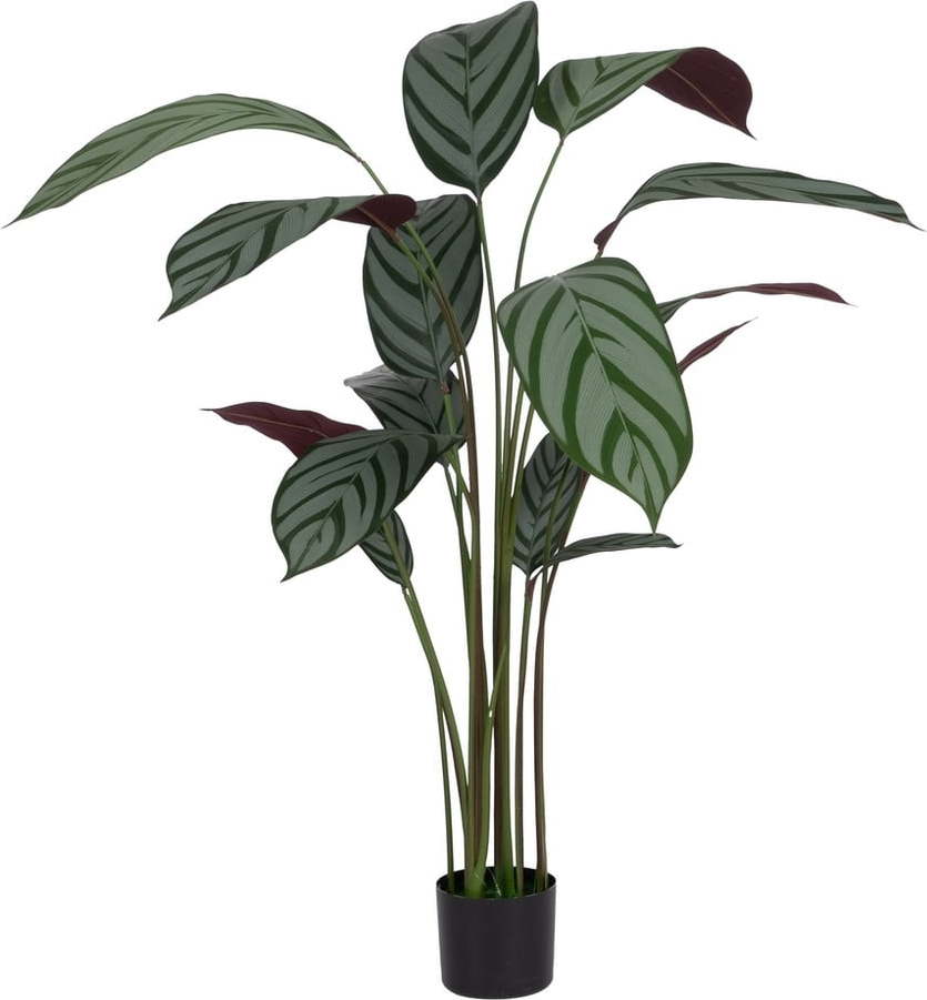 Umělá rostlina (výška 150 cm) Calathea – Ixia Ixia