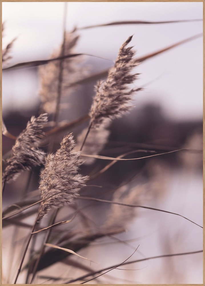 Plakát v rámu 50x70 cm Mellow Grasses 3 – Malerifabrikken Malerifabrikken