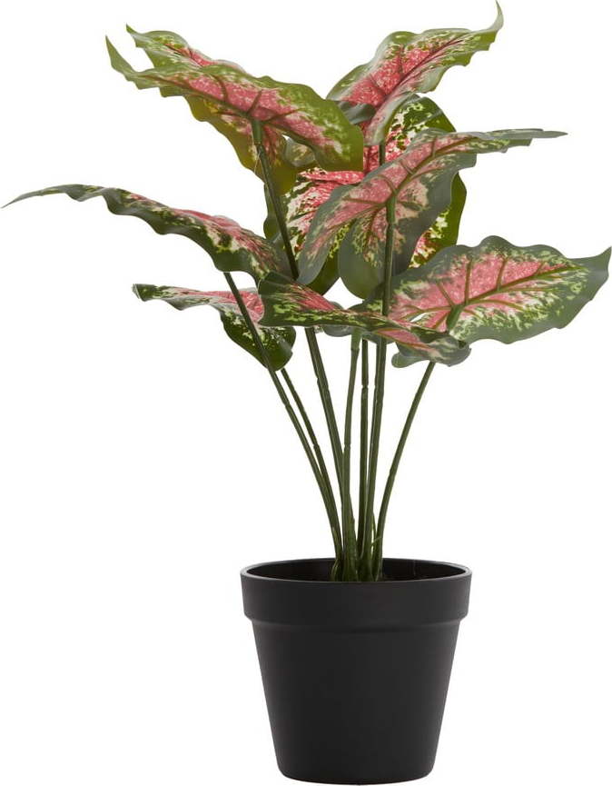 Umělá rostlina (výška 40 cm) Caladium – Light & Living Light & Living